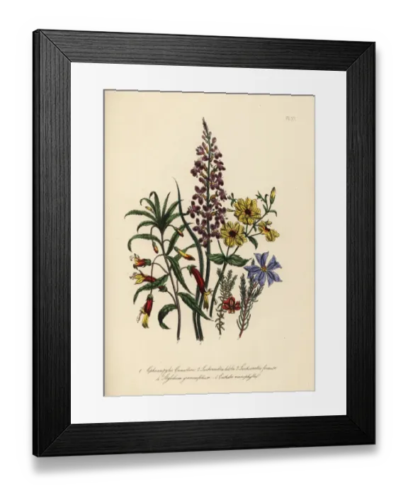 Framed Print : Siphocampylos and Leschenaultia species Framed Print : Siphocampylos and Leschenaultia species
