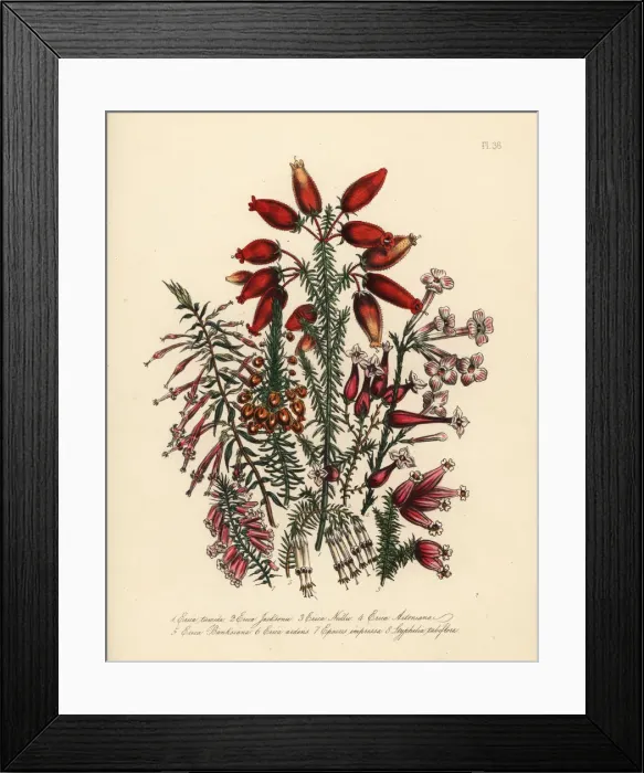 Framed Print : Erica species Framed Print : Erica species