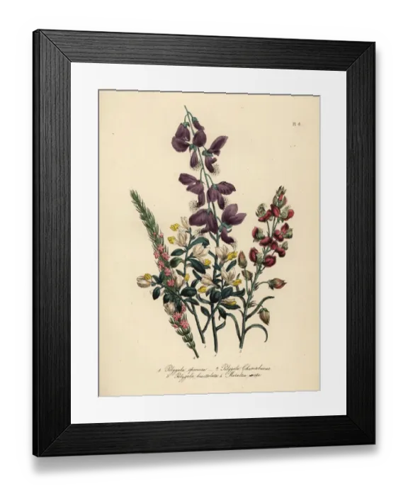 Framed Print : Polygala species Framed Print : Polygala species