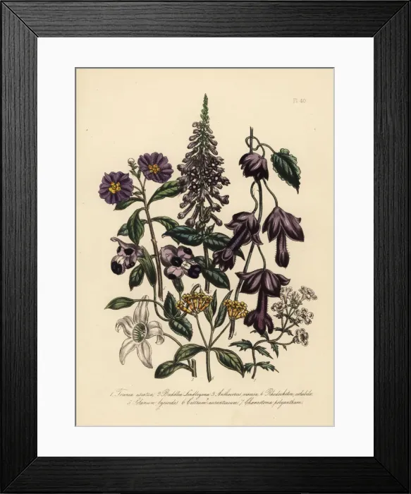 Framed Print : Torenia, buddlea and anthocercis species Framed Print : Torenia, buddlea and anthocercis species