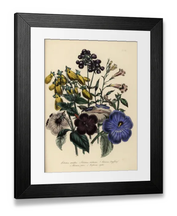 Framed Print : Calceolaria and achimenes species Framed Print : Calceolaria and achimenes species