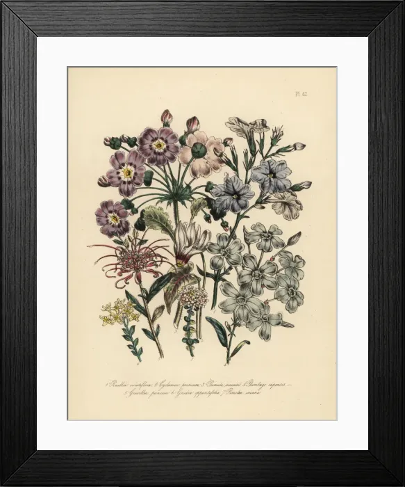 Framed Print : Ruellia, cyclamen, primrose and leadwort species Framed Print : Ruellia, cyclamen, primrose and leadwort species