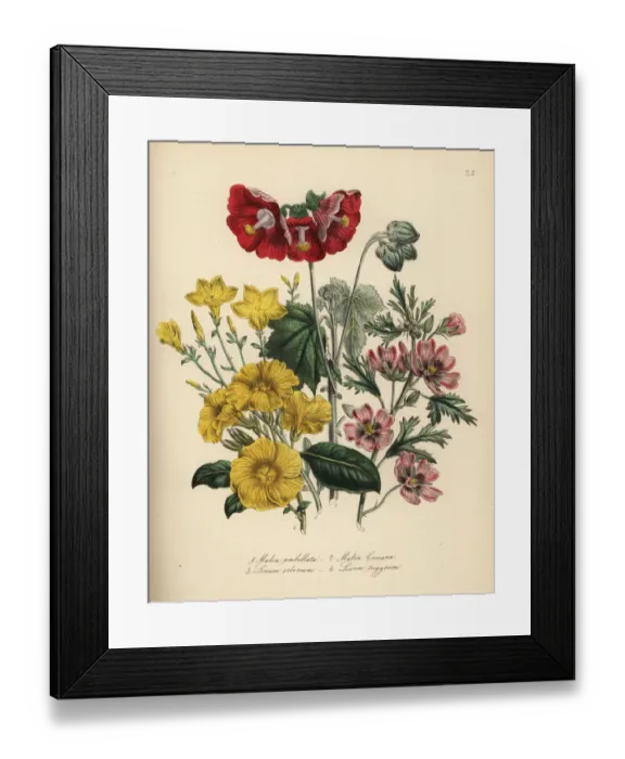 Framed Print : Mallow and flax species Framed Print : Mallow and flax species