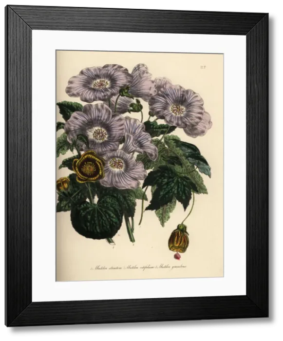 Framed Print : Abutilon species Framed Print : Abutilon species