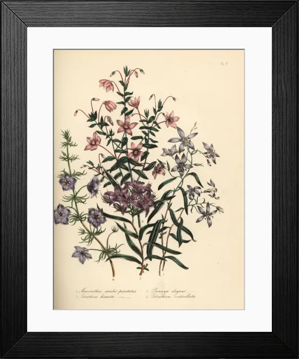 Framed Print : Marianthus, pronaya and tetratheca species Framed Print : Marianthus, pronaya and tetratheca species