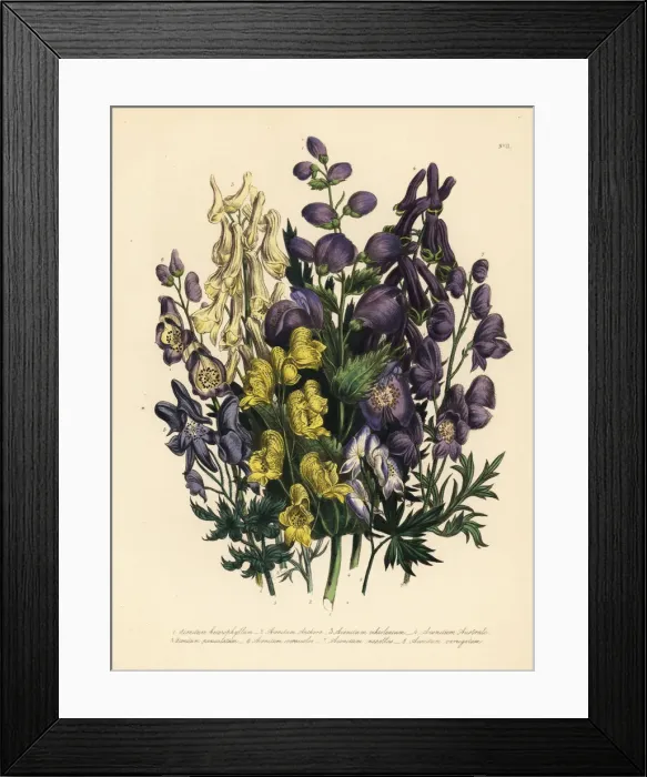 Framed Print : Monkshood or Aconitum species Framed Print : Monkshood or Aconitum species