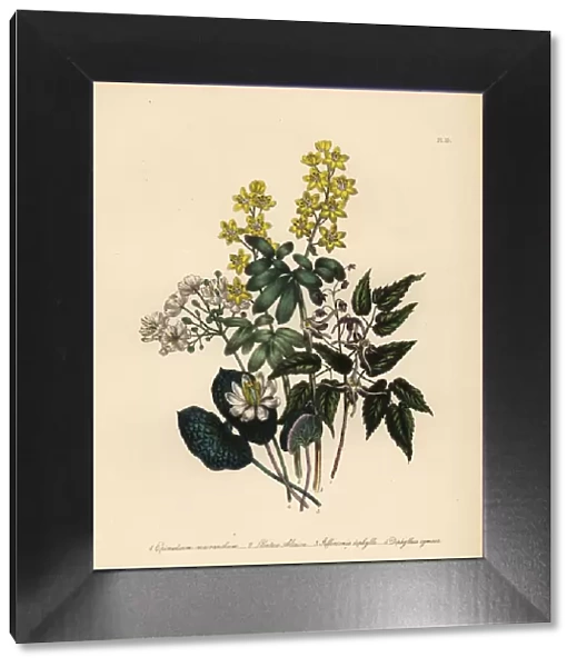 Epimedium, lions leaf, Jeffersonia and Diphylleia species