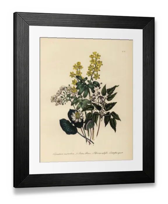 Framed Print : Epimedium, lions leaf, Jeffersonia and Diphylleia species Framed Print : Epimedium, lions leaf, Jeffersonia and Diphylleia species