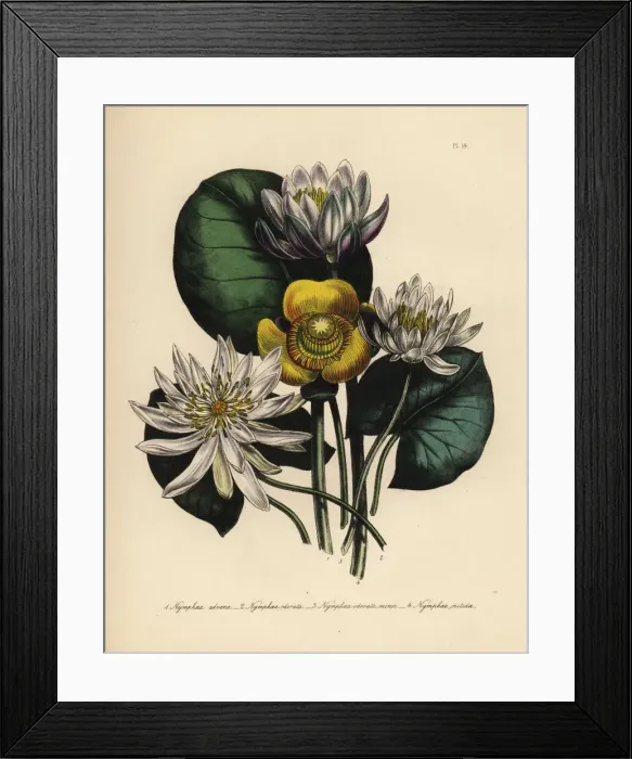 Framed Print : Waterlily species Framed Print : Waterlily species