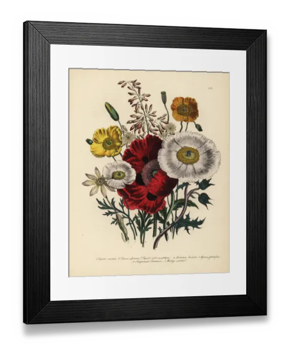 Framed Print : Poppy or Papaver species Framed Print : Poppy or Papaver species