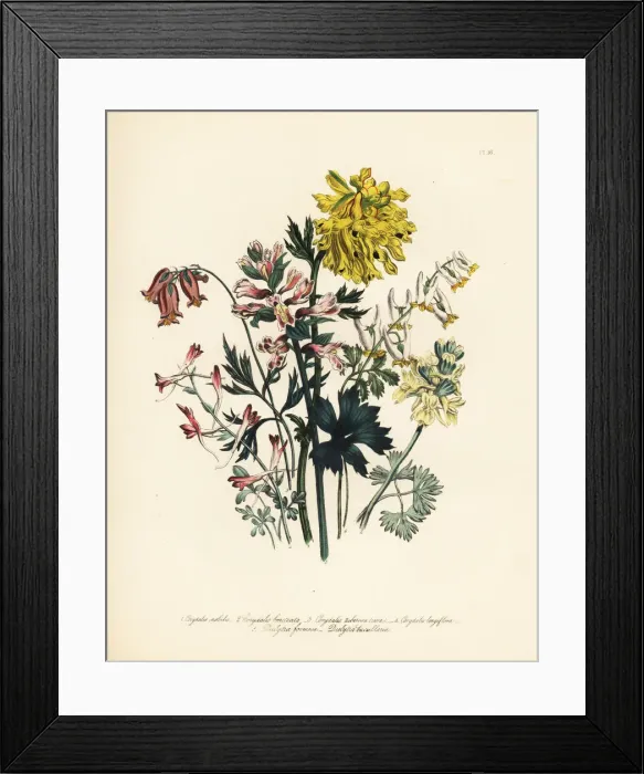 Framed Print : Corydalis species Framed Print : Corydalis species