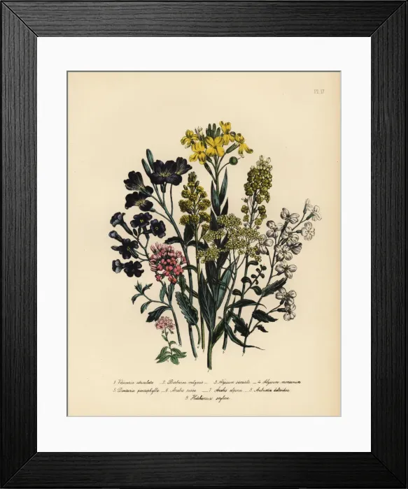 Framed Print : Vesircaria, rocket, toothwort and wallcress species Framed Print : Vesircaria, rocket, toothwort and wallcress species