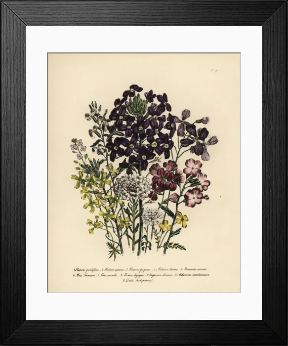 Framed Print : Rocket and candy tuft species Framed Print : Rocket and candy tuft species