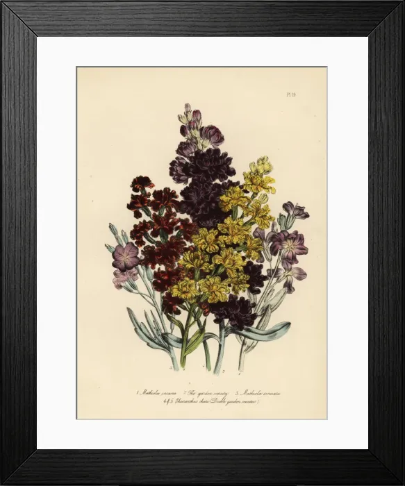 Framed Print : Stock or Matthiola species Framed Print : Stock or Matthiola species