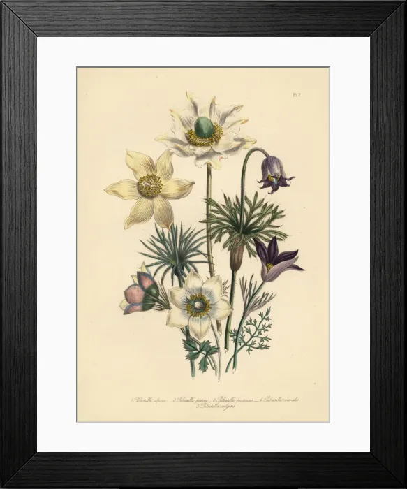Framed Print : Pasqueflower species Framed Print : Pasqueflower species