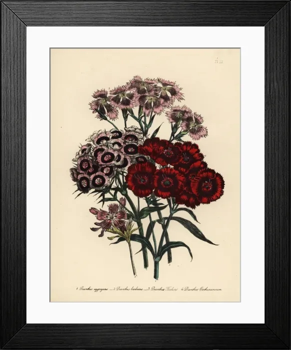 Framed Print : Pink or Dianthus species Framed Print : Pink or Dianthus species