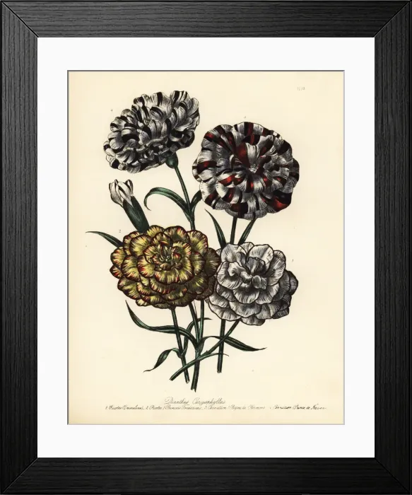 Framed Print : Carnation or Dianthus caryophyllus varieties Framed Print : Carnation or Dianthus caryophyllus varieties