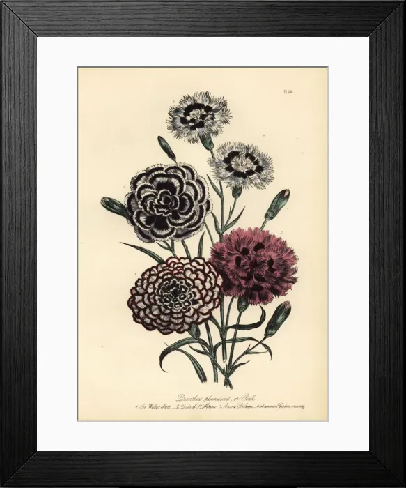 Framed Print : Carnation or Dianthus plumarius varieties Framed Print : Carnation or Dianthus plumarius varieties