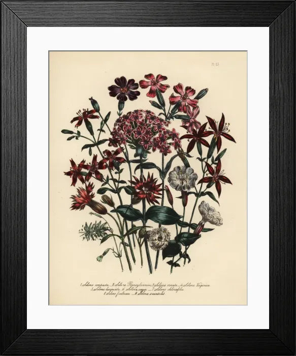 Framed Print : Catchfly or Silene species Framed Print : Catchfly or Silene species