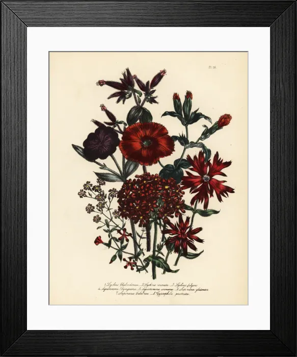 Framed Print : Lychnis and campion species Framed Print : Lychnis and campion species