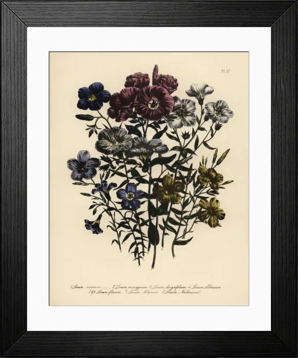 Framed Print : Flax or Linum species Framed Print : Flax or Linum species