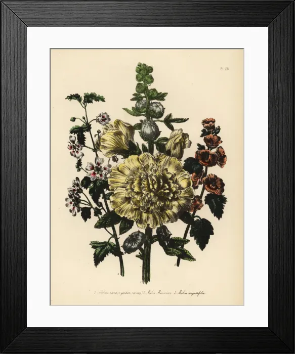 Framed Print : Mallow or Malva species Framed Print : Mallow or Malva species