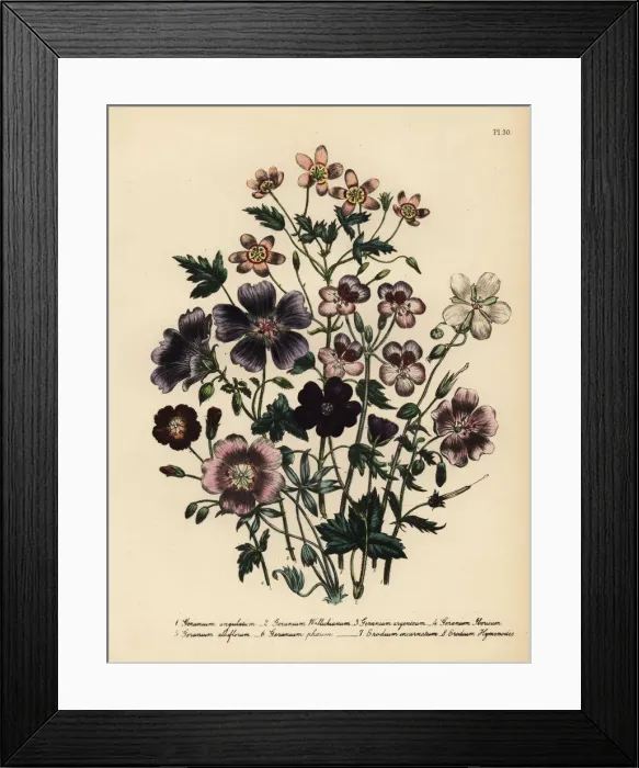 Framed Print : Cranesbill or Geranium species Framed Print : Cranesbill or Geranium species
