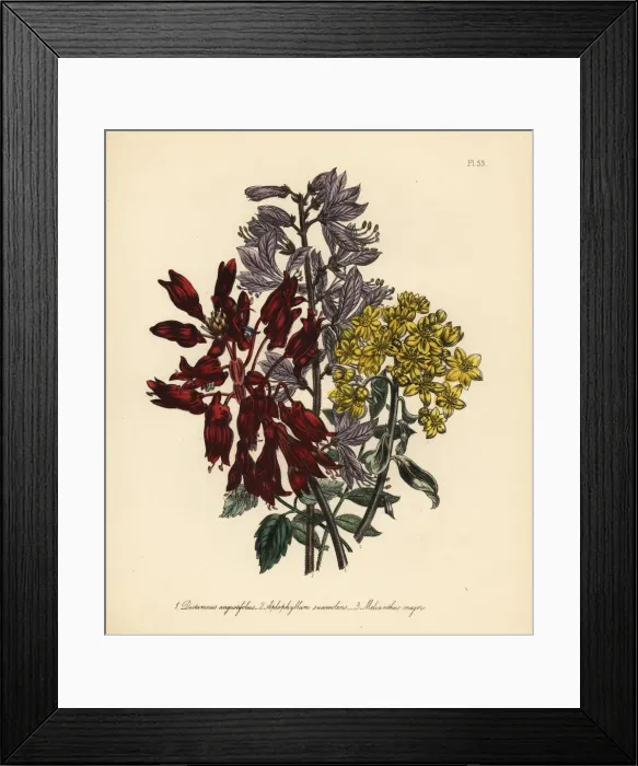 Framed Print : Fraxinella, rue and honey flower species Framed Print : Fraxinella, rue and honey flower species