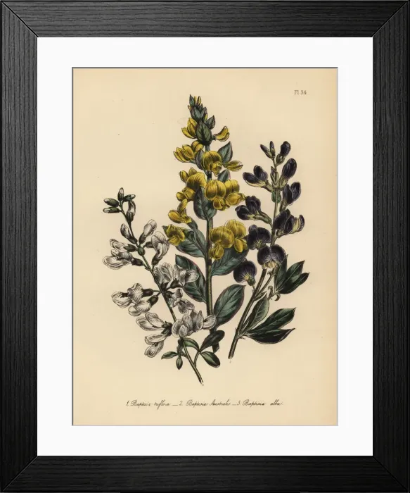 Framed Print : Rafnia and Baptisia species Framed Print : Rafnia and Baptisia species