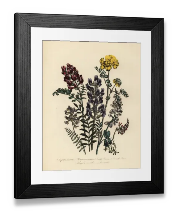 Framed Print : Milkvetch and honeysuckle species Framed Print : Milkvetch and honeysuckle species