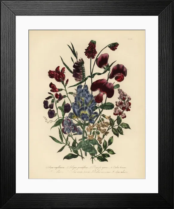 Framed Print : Everlasting pea and vetch species Framed Print : Everlasting pea and vetch species
