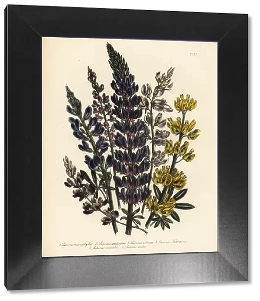 Lupine or Lupinus species