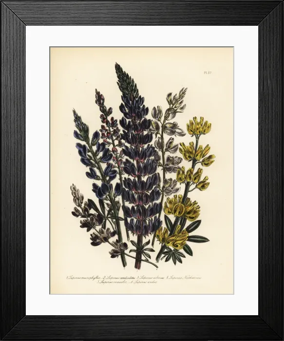 Framed Print : Lupine or Lupinus species Framed Print : Lupine or Lupinus species