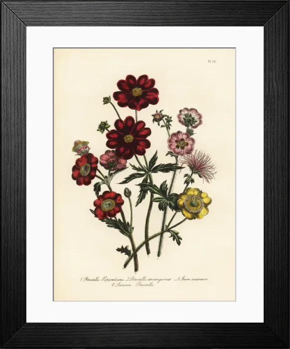 Framed Print : Potentilla species Framed Print : Potentilla species