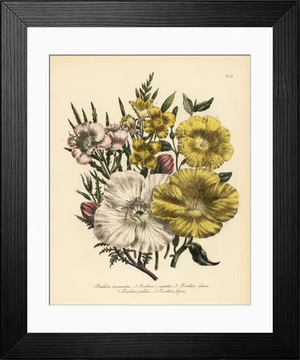 Framed Print : Evening primrose or Oenothera species Framed Print : Evening primrose or Oenothera species