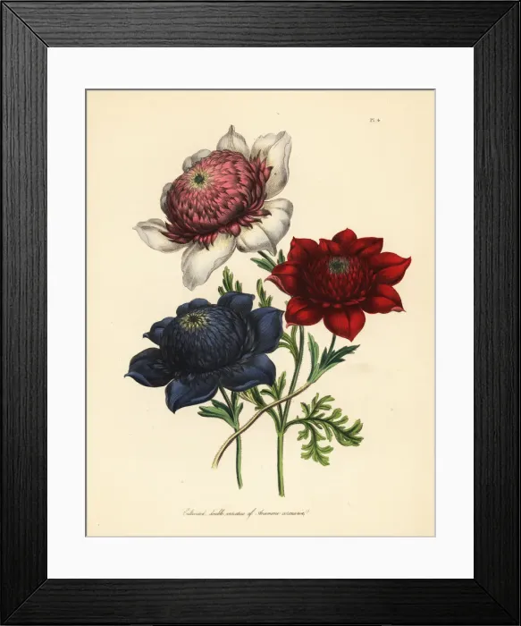 Framed Print : Cultivated double varieties of poppy anemone Framed Print : Cultivated double varieties of poppy anemone