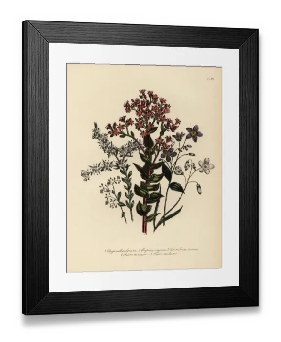 Framed Print : Claytonia and stonecrop species Framed Print : Claytonia and stonecrop species
