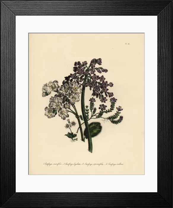 Framed Print : Saxifragus species Framed Print : Saxifragus species