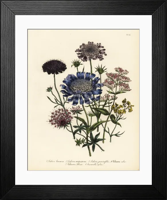 Framed Print : Scabious and valerian species Framed Print : Scabious and valerian species
