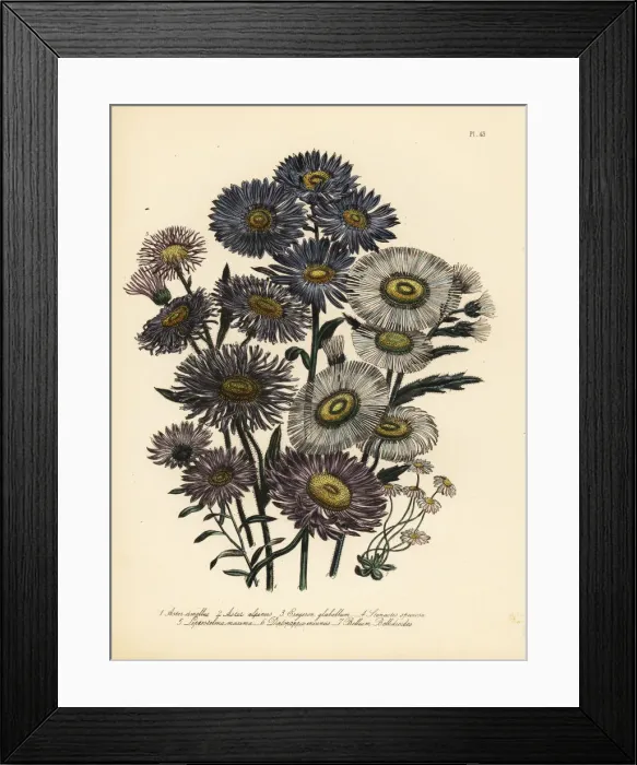 Framed Print : Daisy or Aster species Framed Print : Daisy or Aster species