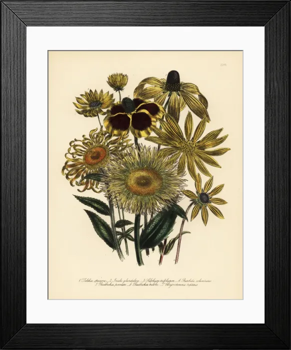 Framed Print : Telekia and Rudbeckia species Framed Print : Telekia and Rudbeckia species