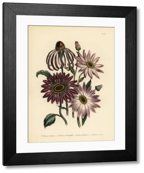 Framed Print : Rudbeckia and Echinacea species Framed Print : Rudbeckia and Echinacea species