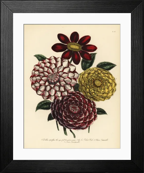 Framed Print : Dahlia varieties Framed Print : Dahlia varieties