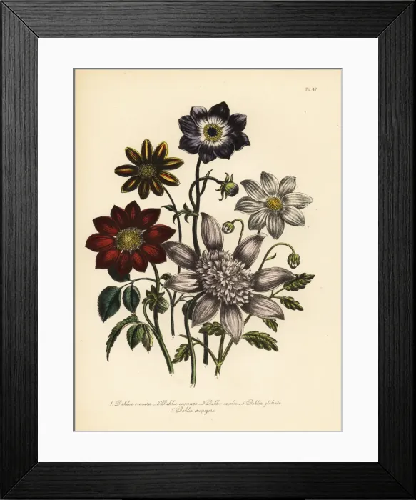 Framed Print : Dahlia varieties Framed Print : Dahlia varieties