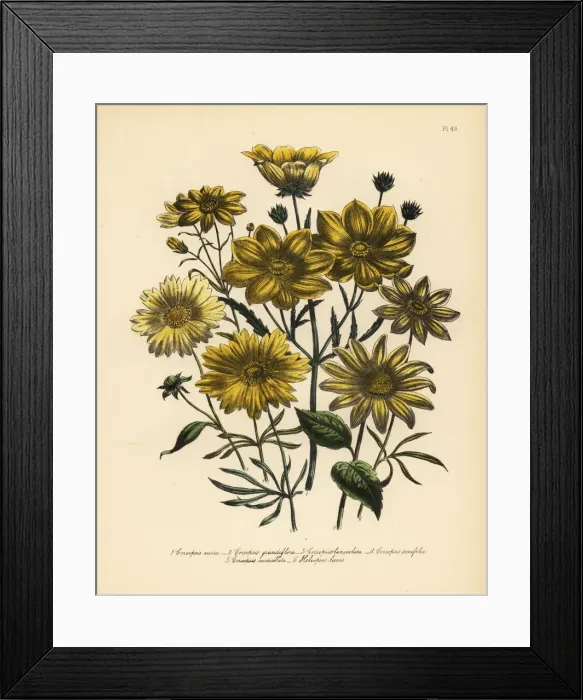 Framed Print : Coreopsis species Framed Print : Coreopsis species