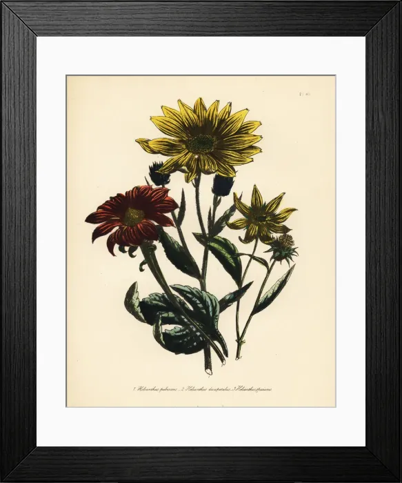 Framed Print : Sunflower or Helianthus species Framed Print : Sunflower or Helianthus species
