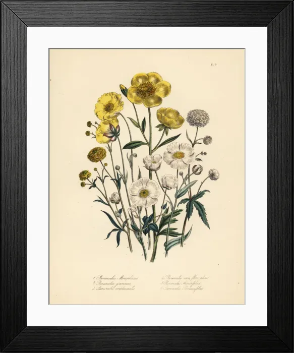 Framed Print : Crowfoot species Framed Print : Crowfoot species