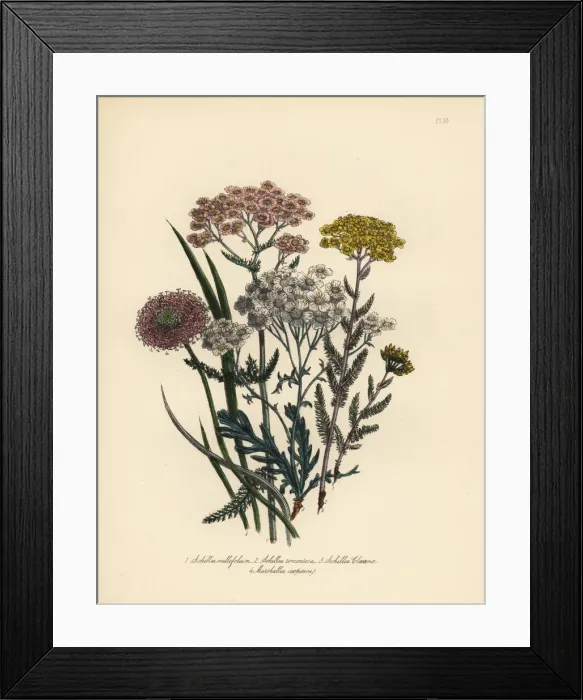 Framed Print : Milfoil and Marshallia species Framed Print : Milfoil and Marshallia species