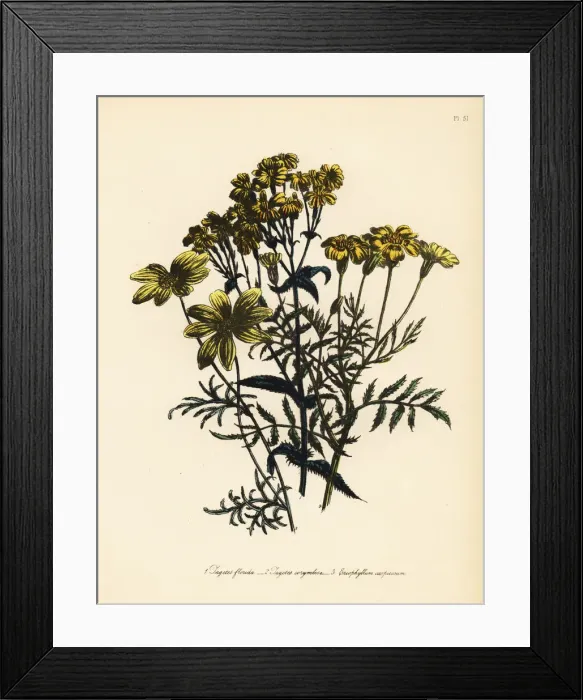 Framed Print : Tagetes and Eriophyllum species Framed Print : Tagetes and Eriophyllum species