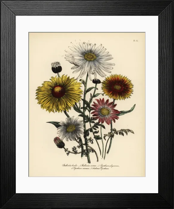 Framed Print : Gaillardia and Pyrethrum species Framed Print : Gaillardia and Pyrethrum species